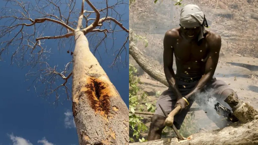 honey-hunters in Mozambique
