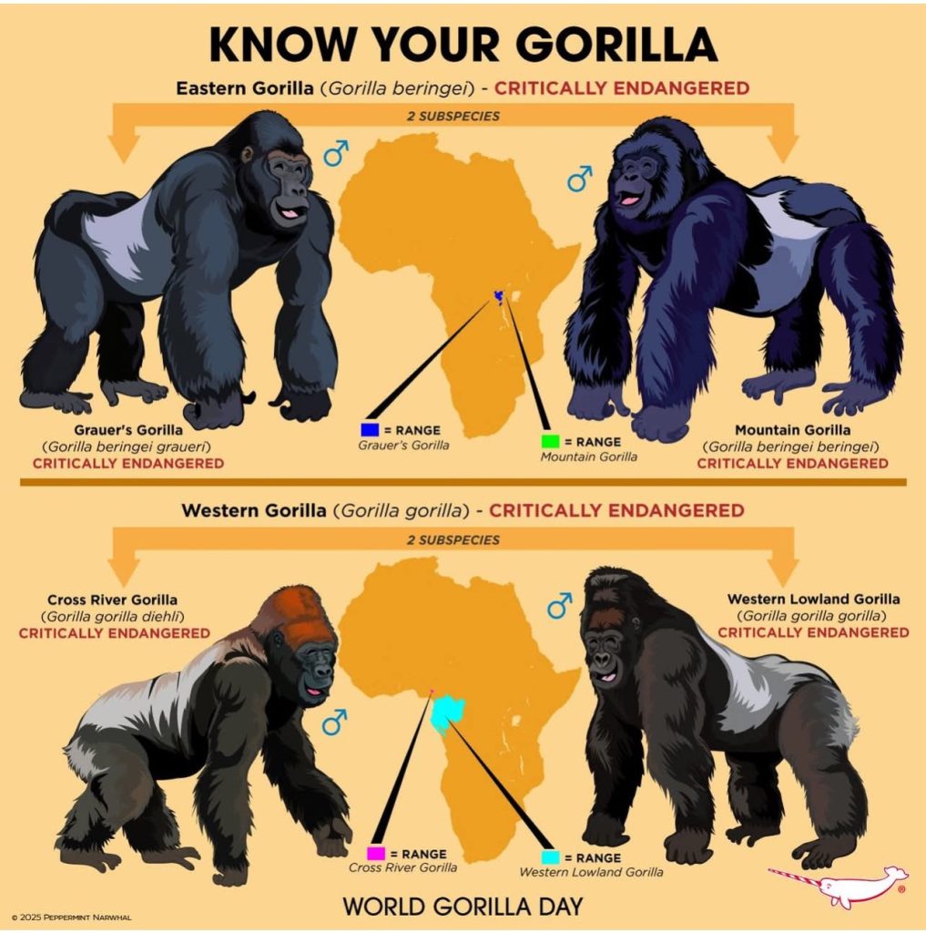 most endangered animals in Africa