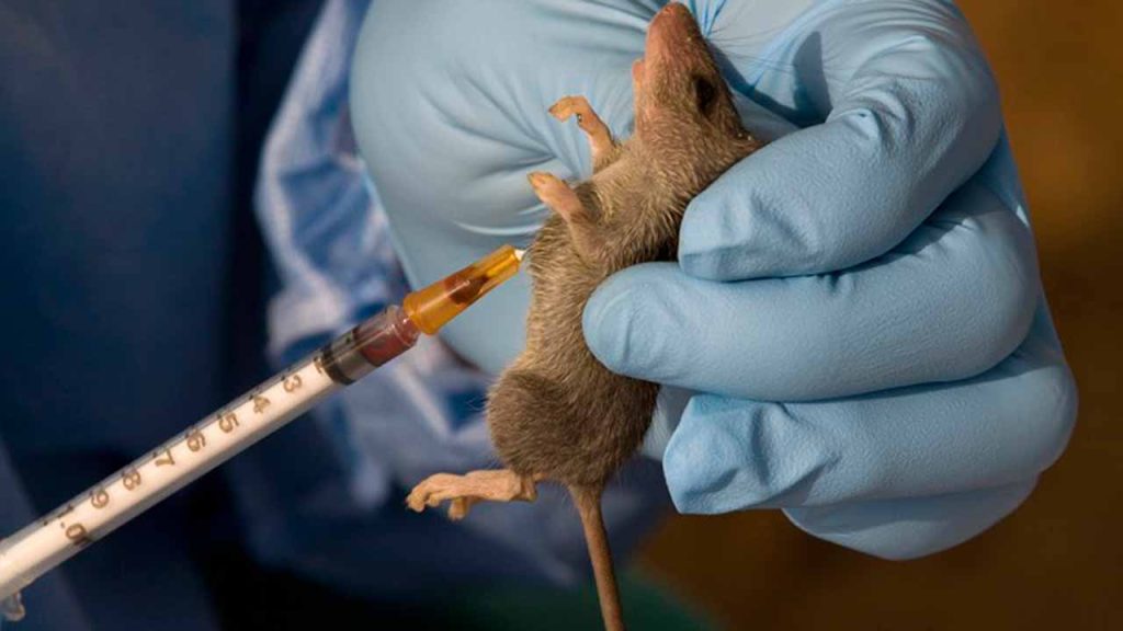 What Is Lassa Fever?