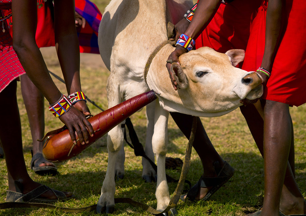 Why Kenya’s Maasai People Drink Blood and Milk