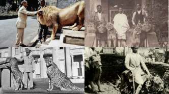 Why Ethiopian Emperors Kept Lions in Their Palaces