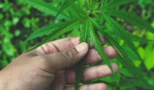 Ghana Launches strict cannabis Regulation Programme