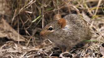 99 Nigerians Die of Lassa Fever in First Eight Weeks of 2026 — Nigeria Centre for Disease Control and Prevention