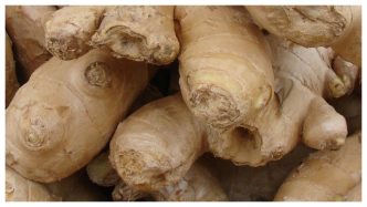 Fungal Blight and GMO — What’s to Blame for the Loss of ₦26 Billion in Nigeria’s Ginger Exports in 3 Years?