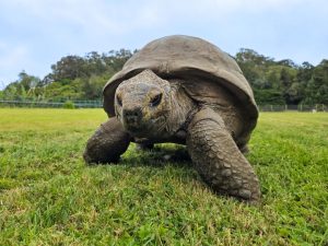 Jonathan, the giant tortoise studied by scientists investigating animal longevity and ageing