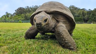 Jonathan, the giant tortoise studied by scientists investigating animal longevity and ageing