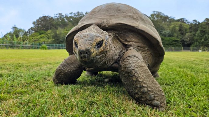 Jonathan, the giant tortoise studied by scientists investigating animal longevity and ageing