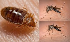Bed bugs vs mosquitoes: which is worse?
