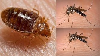 Bed bugs vs mosquitoes: which is worse?