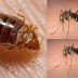 Bed bugs vs mosquitoes: which is worse?
