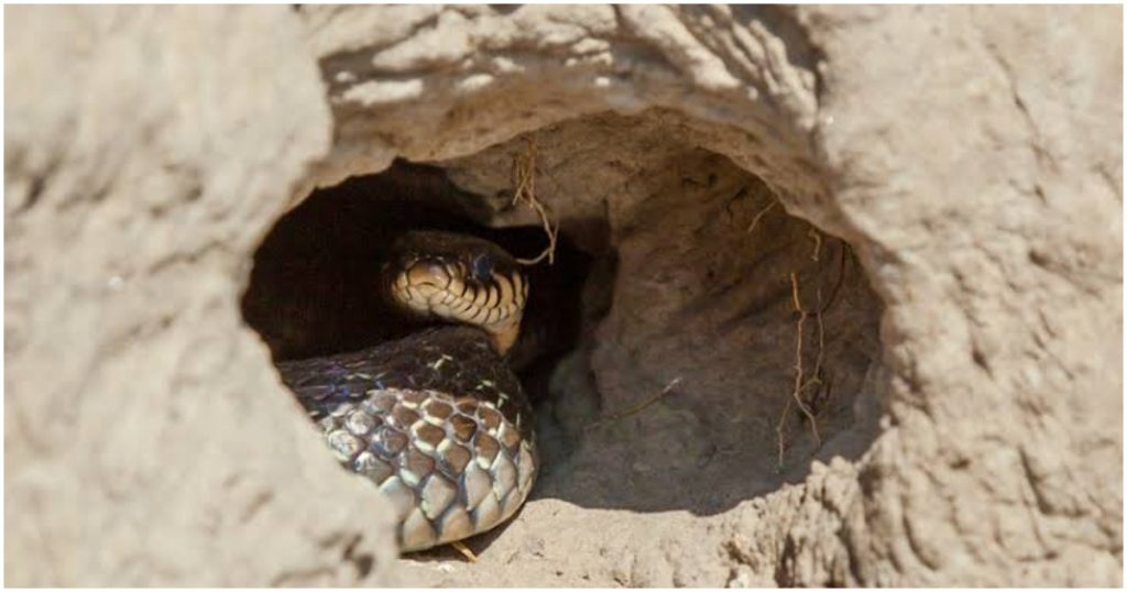 Why snakes are entering homes